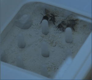 300x262 Vectorite Clonostachys Rosea