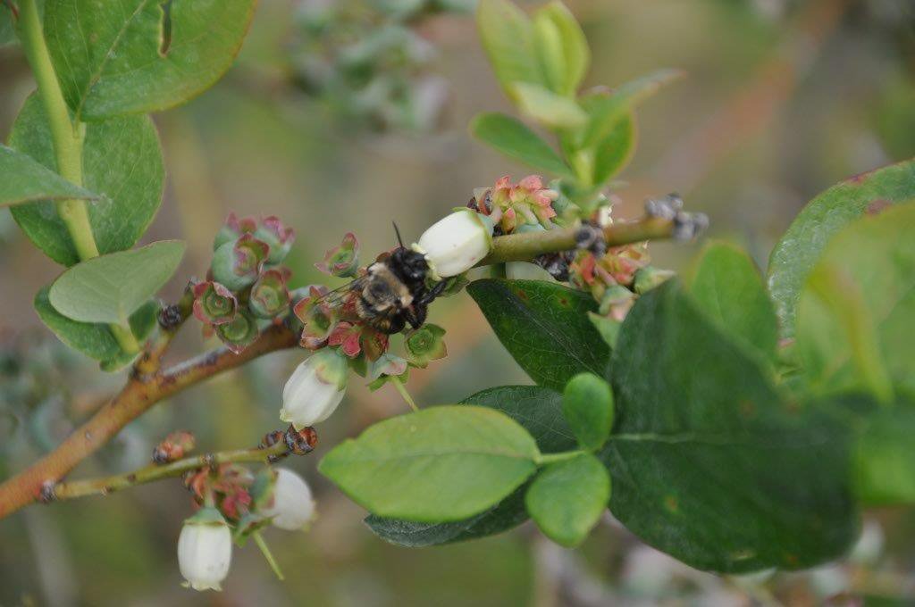 1024x680 Bee Vectoring Tech On Twitter Our