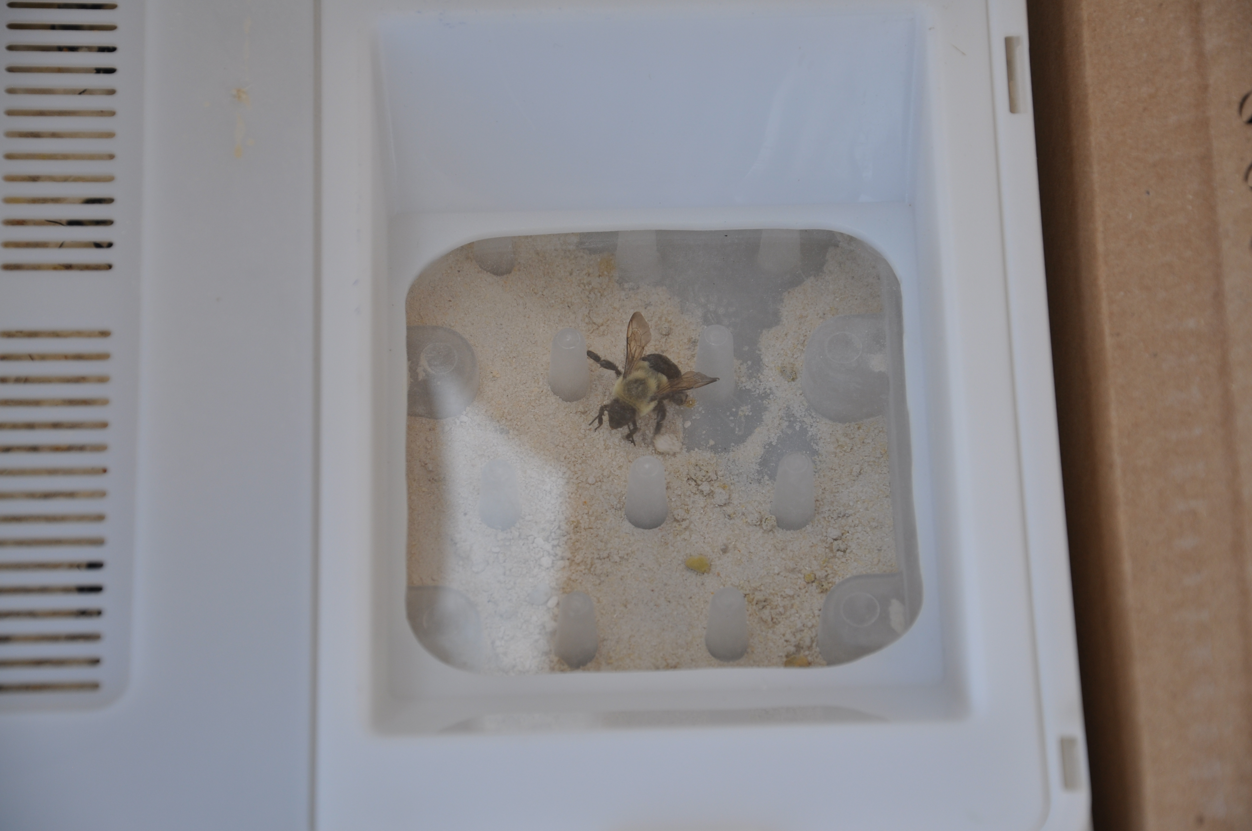 4288x2848 Bee Vectoring Technologies Gains Official Organic Certification