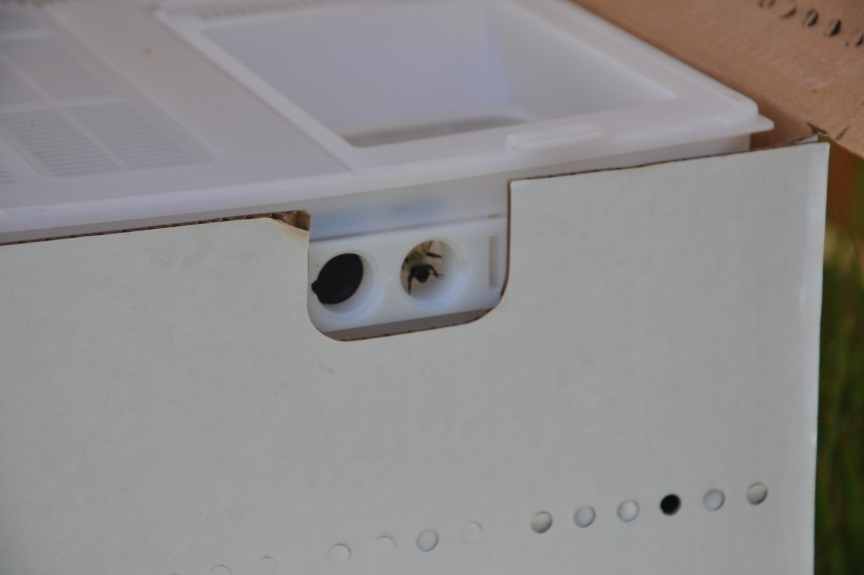 864x575 Bee Vectoring Technology Hive Bees In An Inoculum Dispenser System