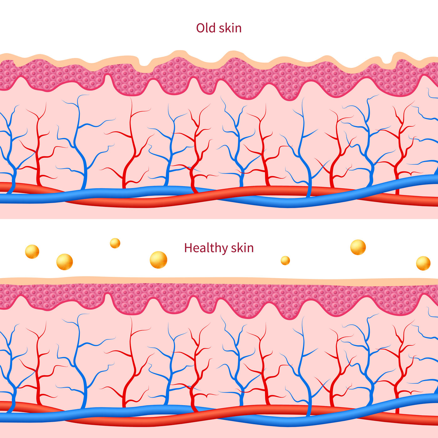 1400x1400 Collagen Human Skin Effect Close Up Damaged Old And Healthy