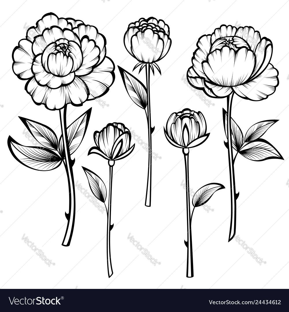 1000x1080 Roses Royalty Free Vector Image