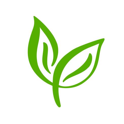 Logo Of Green Leaf Of Tea Ecology Nature Element Vector Icon Eco 490x490 Logo Of Green Leaf Of Tea Ecology Nature Element Vector Icon Eco