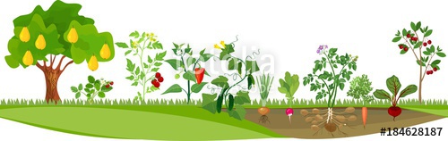 500x158 Kitchen Garden Or Vegetable Garden With Different Vegetables