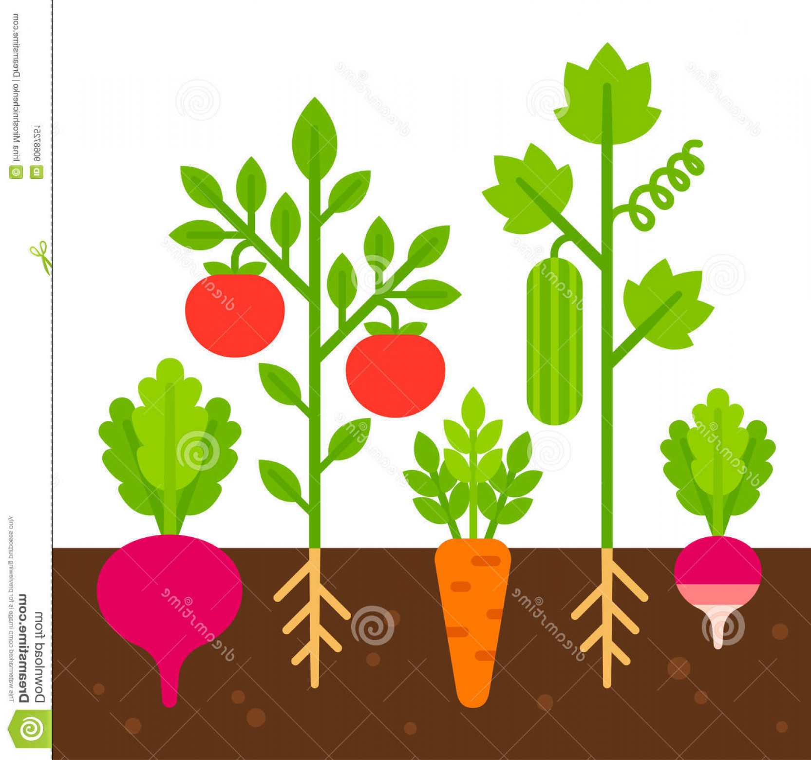 1665x1560 Stock Illustration Vegetable Garden Illustration Simple Flat