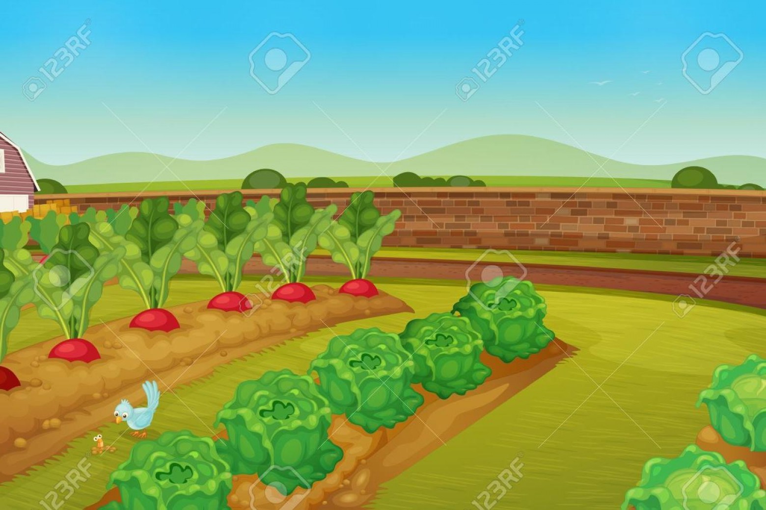 Vegetable Garden Vector at Vectorified.com | Collection of Vegetable ...