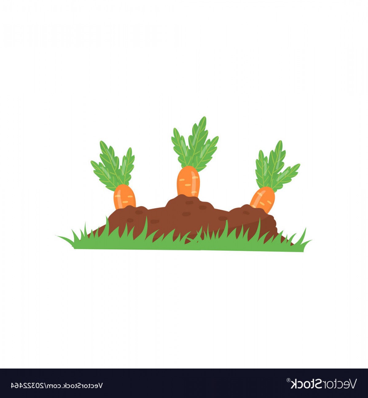 Морковь на грядке на прозрачном фоне