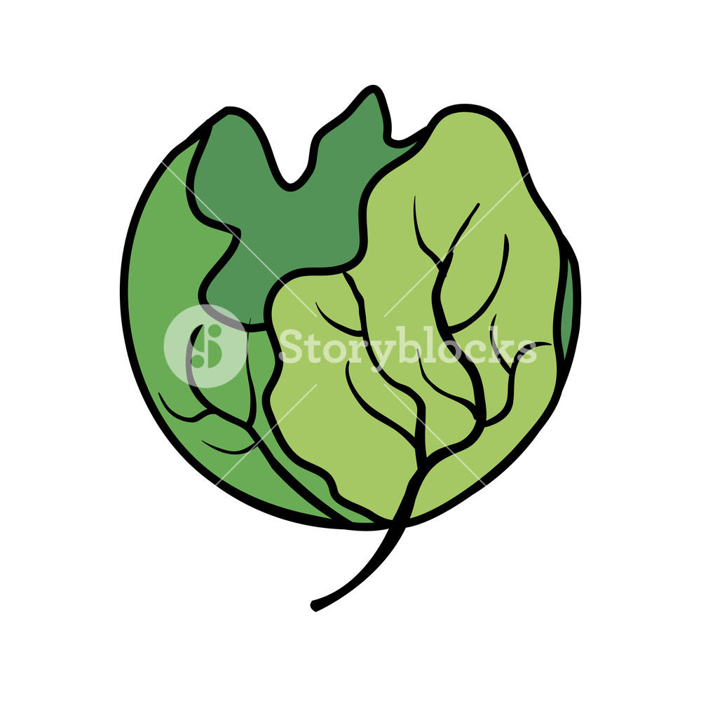 1000x1000 Fresh Lettuce Vegetable Icon Vector Illustration Design Royalty