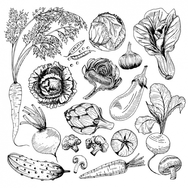 Vegetable Vectors, Photos And Free Download 626x626 Vegetable Vectors, Photos And Free Download