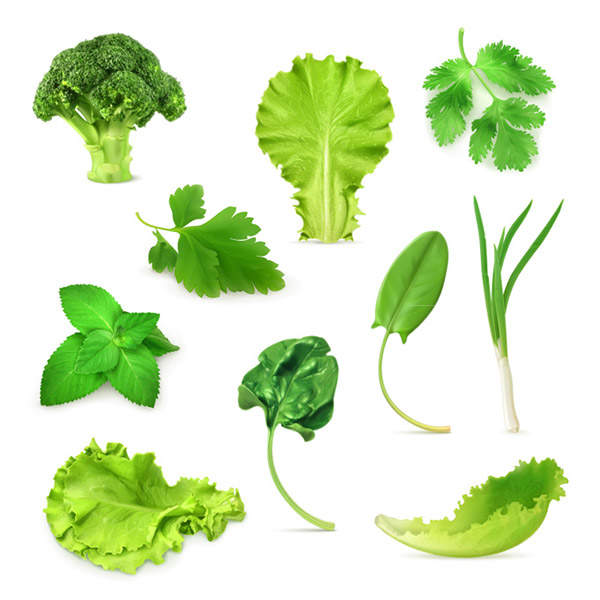 600x600 Green Vegetables Vector Vector Biology Free Vector Download