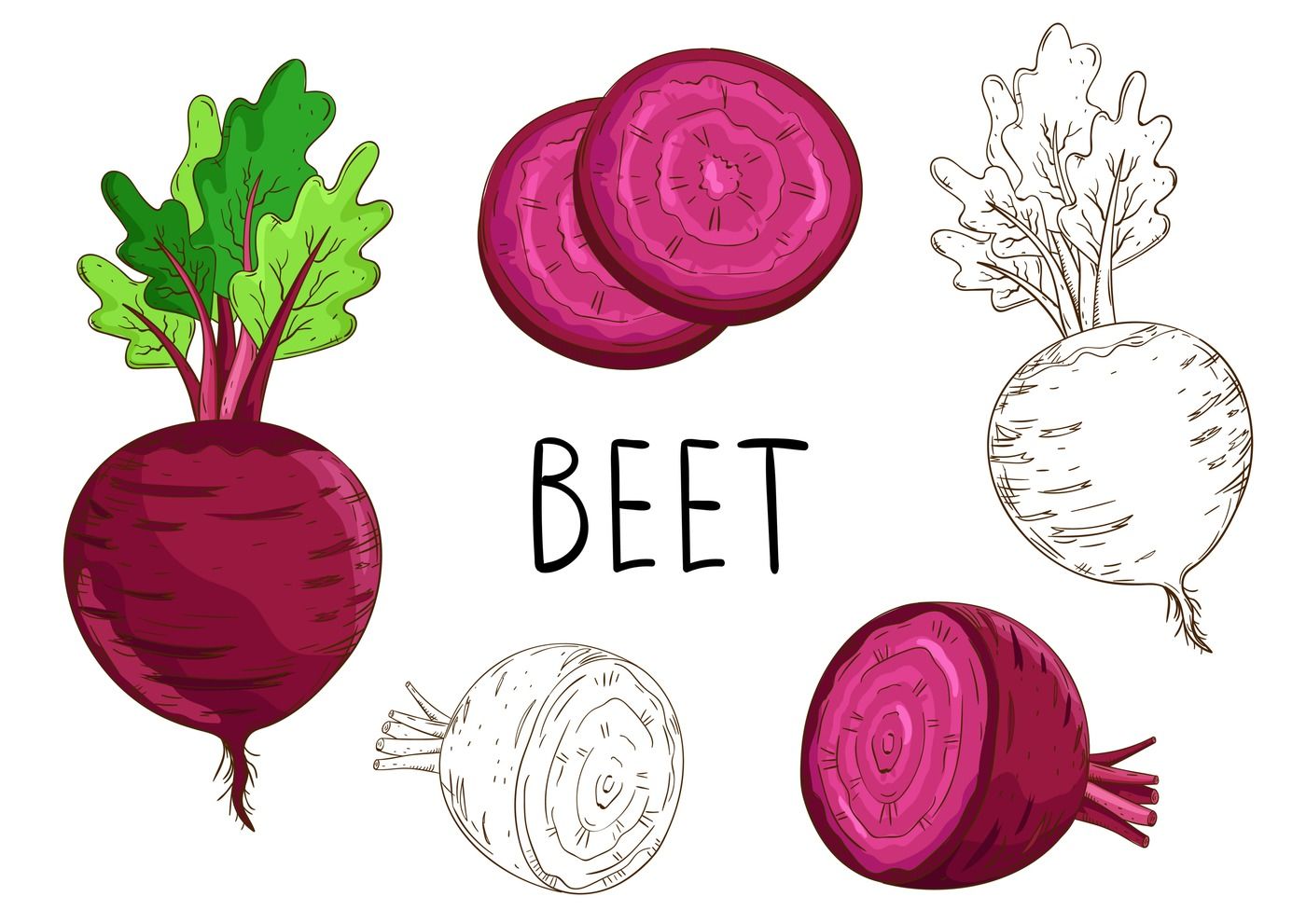 1400x991 Beet Isolated On White Background Vector Vegetables Set