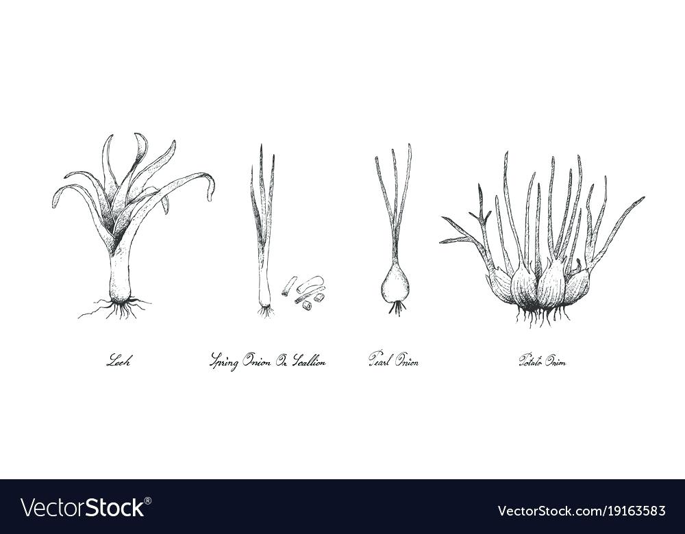1000x780 Bulb Vegetables Definition Hand Drawn Of On White Background