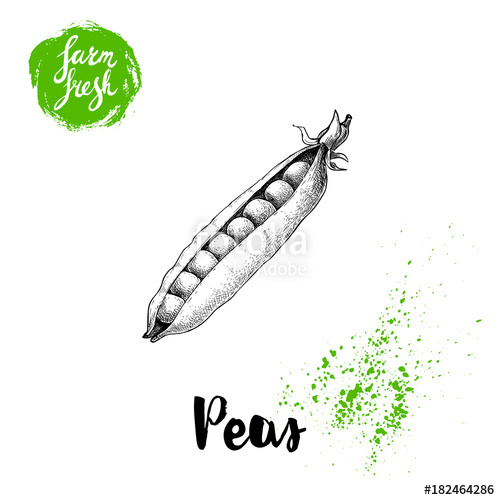 500x500 Hand Drawn Sketch Peas With Leafs Farm Fresh Veggies Vector