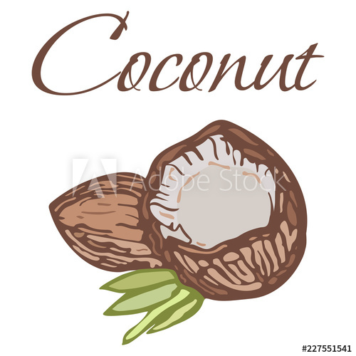 500x500 Illustration Of Tasty Veggies Vector Coconut Isolated On A White