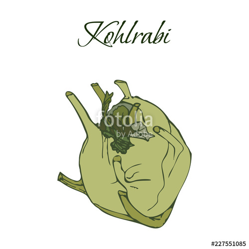 500x500 Illustration Of Tasty Veggies Vector Kohlrabi Isolated On A White