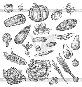 281x300 Vegetable And Mushroom Sketch Of Fresh Veggies