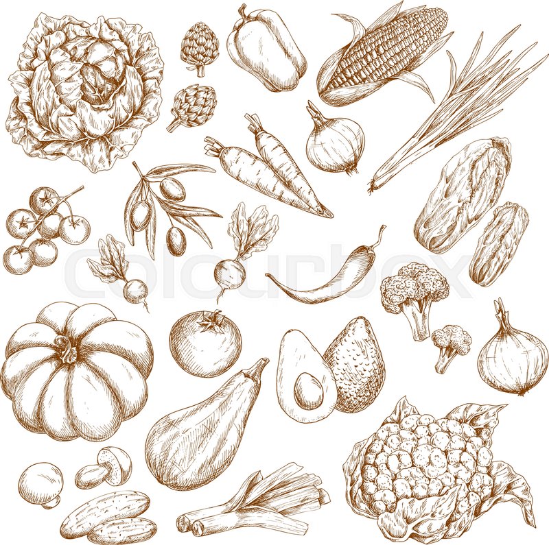 800x795 Vegetable And Veggies Vector Icons Stock Vector Colourbox