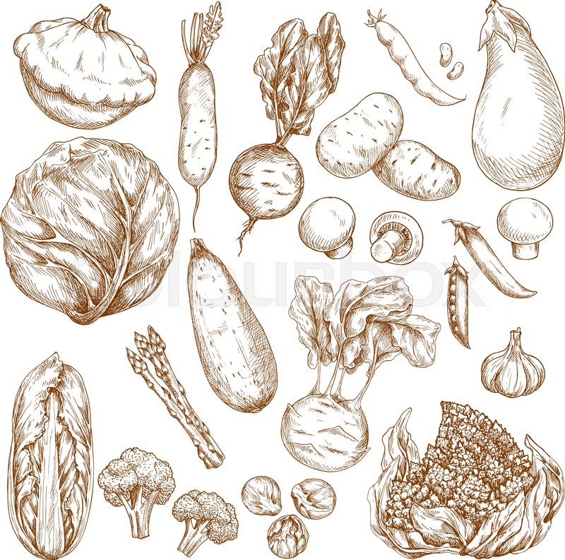 800x793 Vegetables And Farm Veggies Vector Stock Vector Colourbox