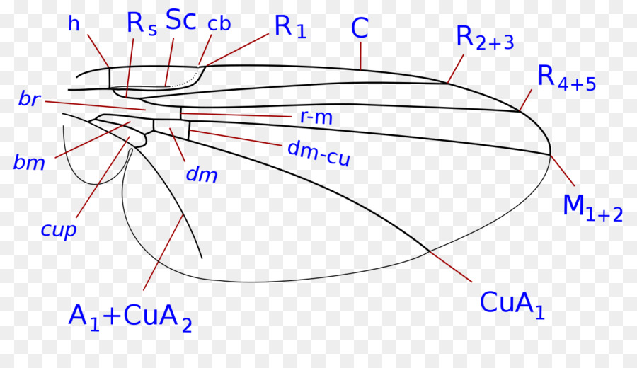 900x520 Serpentine Leaf Miner Liriomyza Trifolii Drawing Product