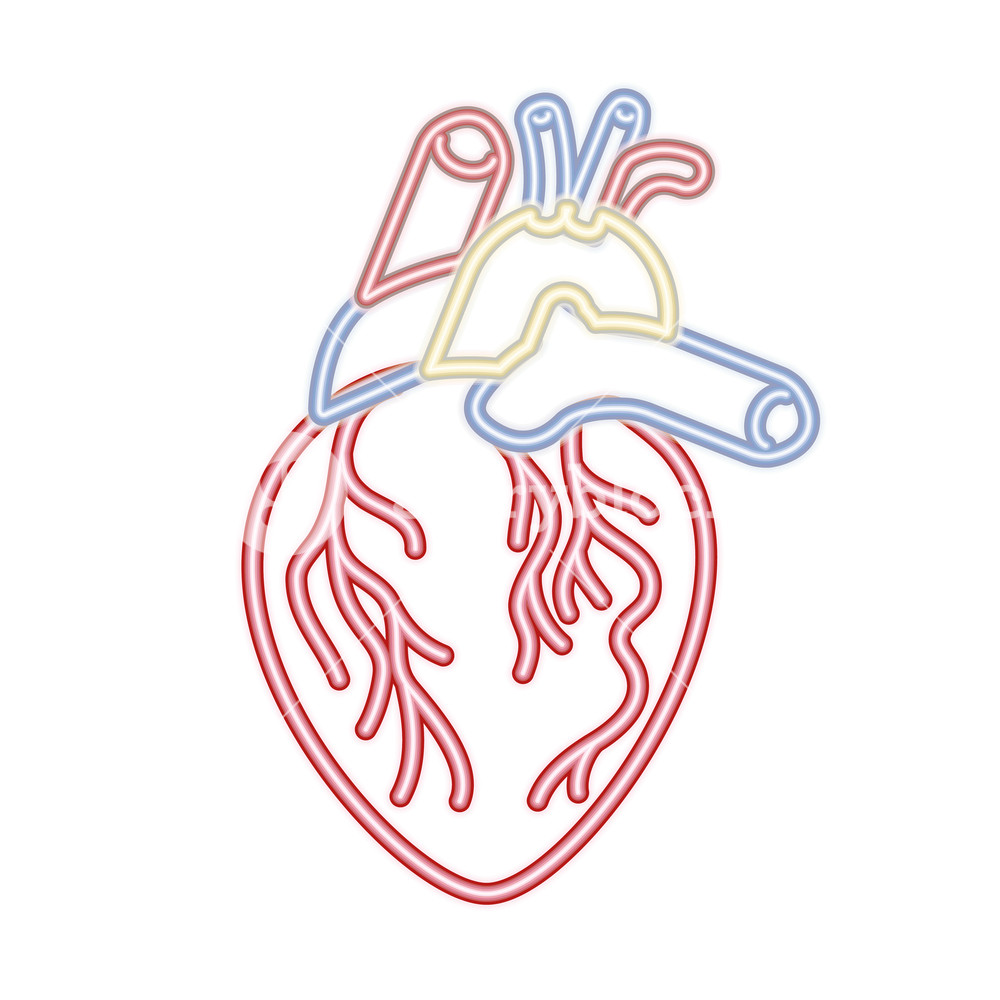 1000x1000 Heart With Veins Isolated Icon Vector Illustration Desing Royalty