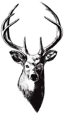 212x380 Vector Rendering Of A Deer's Head Sketch Ilustraciones Dibujo