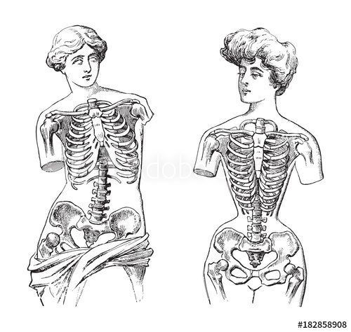 Thorax 500x474 Thorax