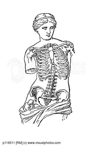 Beautiful Female Skeleton 353x553 Beautiful Female Skeleton