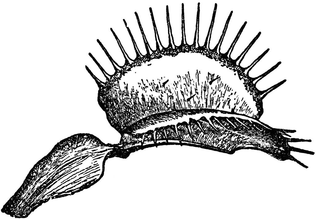 1024x711 Venus Fly Trap Clipart