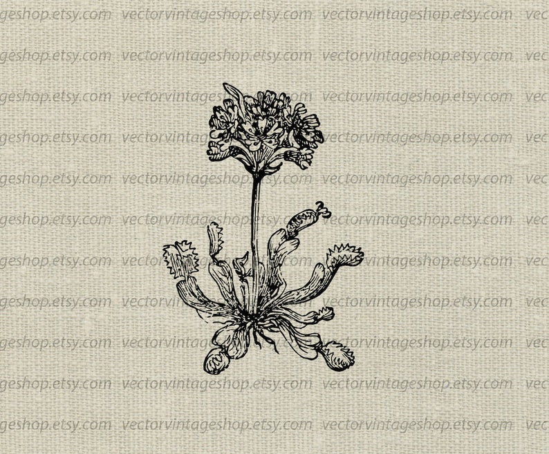 794x657 Venus Fly Trap Vector Graphic Plant Flowering Carnivorous Etsy