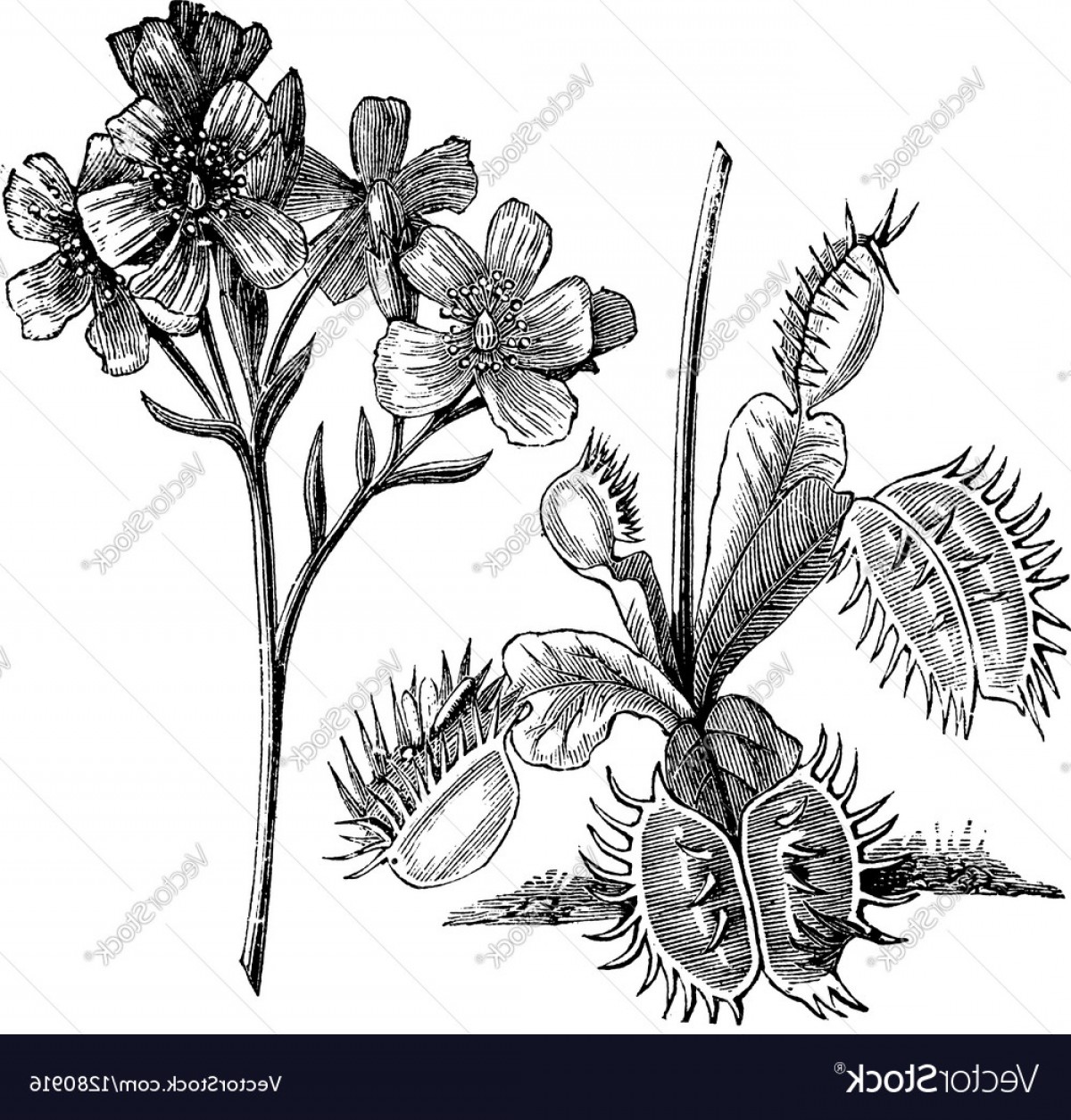 1200x1255 Venus Flytrap Vintage Engraving Vector Studiogrfx