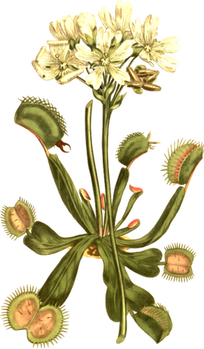 292x500 Venus Fly Trap