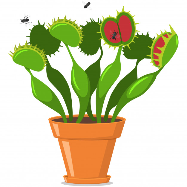 626x626 Venus Fly Trap In A Pot Vector Premium Download