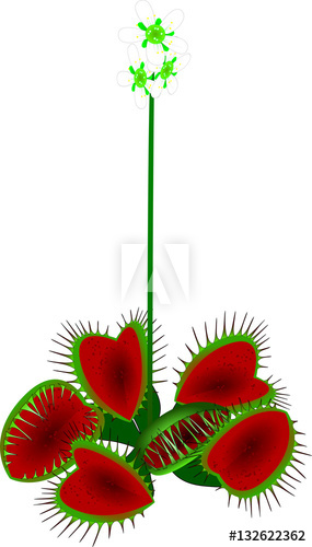 285x500 Venus Flytrap