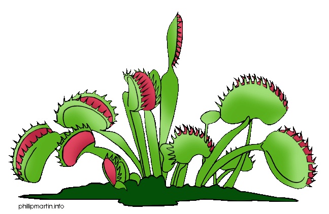 648x422 Venus Flytrap Clipart Free Cliparts Download Images