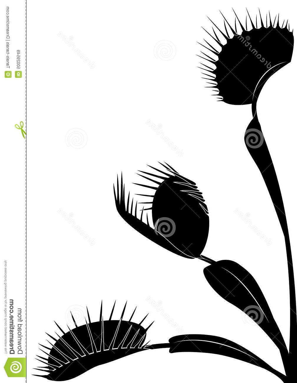 Venus Fly Trap Vector at Vectorified.com | Collection of Venus Fly Trap