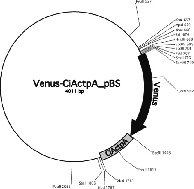 822x800 Venus Ciactpa Pbs, The Optimized Expression Vector