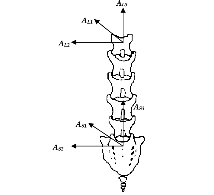 717x654 Orthogonal Base Vector Systems For The Vertebra And Sacrum