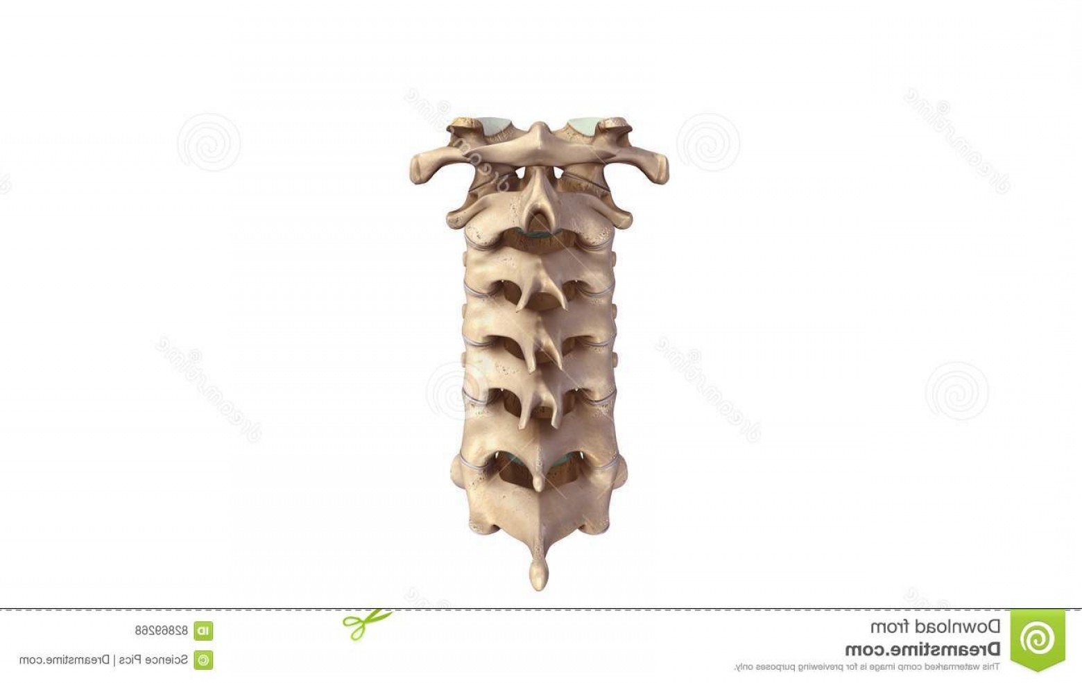 1560x985 Posterior Spine Vector Lamaison