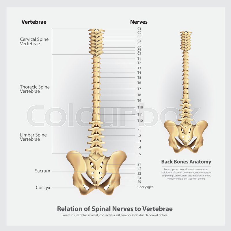 800x800 Spinal Nerves And Vertebrae Segments Stock Vector Colourbox