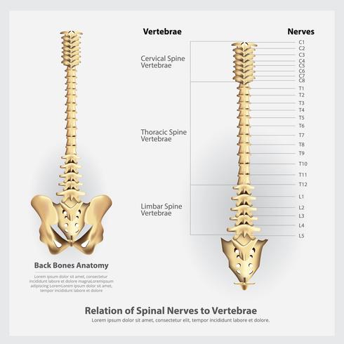 490x490 Spinal Nerves And Vertebrae Segments And Roots Vector Illustration