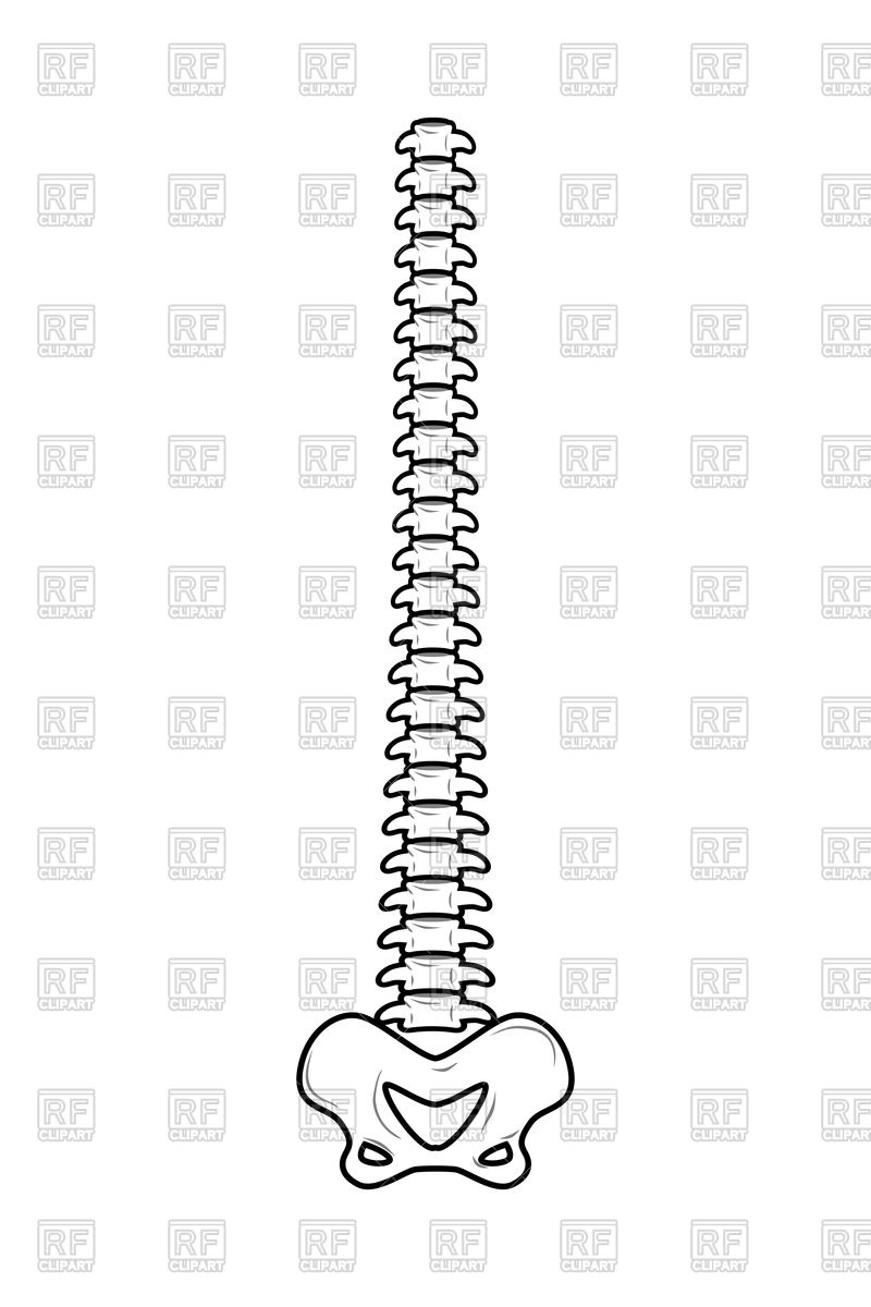 800x1200 Backbone, Spine And Pelvis, Bone Anatomy Vector Image