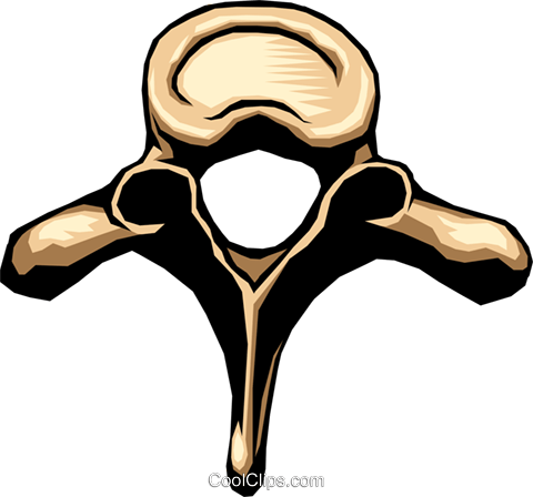 480x448 Vertebrae Royalty Free Vector Clip Art Illustration