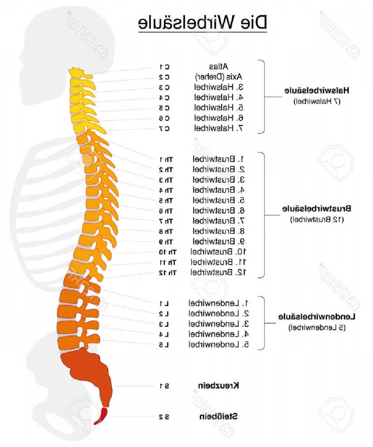 1303x1560 Vertebrae Vector Catchsplace