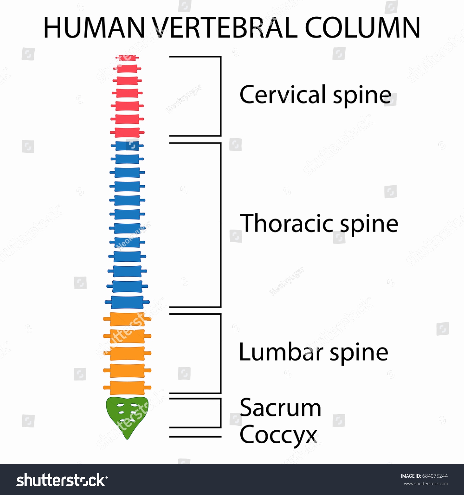 1500x1600 Vertebral Column Spinal Cord Luxury Vertebral Column Spine