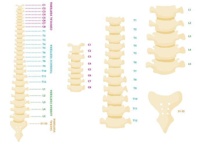 700x490 Vertebral Column Vector