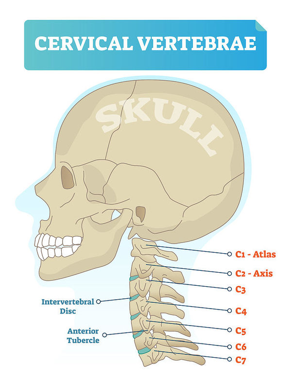 599x784 Cervical Vertebrae Vector Illustration Scheme With Skull