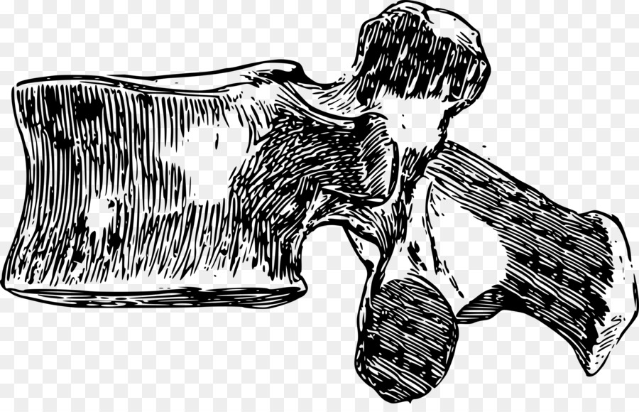 Vertebral Column Clip Art Lumbar Vertebrae Cervical Vertebrae 900x580 Vertebral Column Clip Art Lumbar Vertebrae Cervical Vertebrae