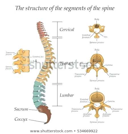 450x470 Human Spine Diagram Bones Vertebrae