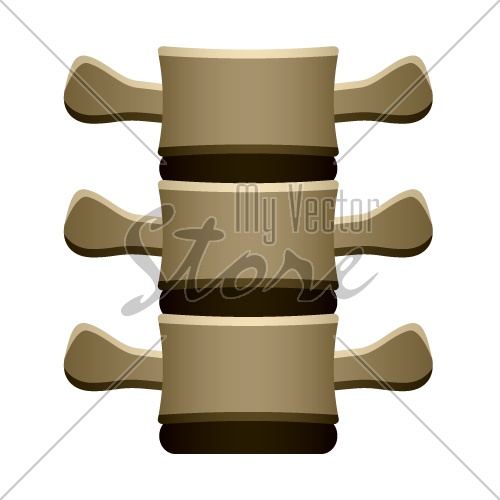 500x500 Vector Human Spine Vertebrae Front View