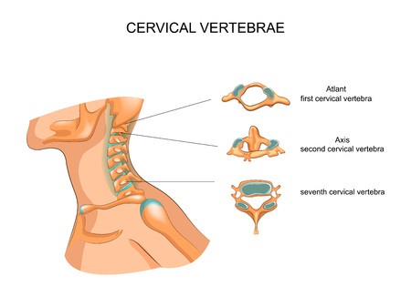 450x326 Vector Illustration Of The Structure Of The Cervical Vertebrae